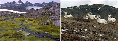 Alpine tundra photos